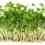 ブロッコリースプラウトの効果効能|若返りに効く食べ方