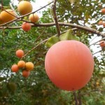 柿の葉茶・柿茶の効能効果と作り方｜ビタミンＣはトップクラス
