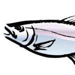パンガシウスの栄養成分とカロリー｜味はうなぎの蒲焼に激似！？